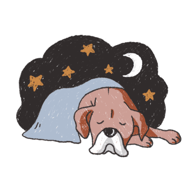 At-home dog boarding experience